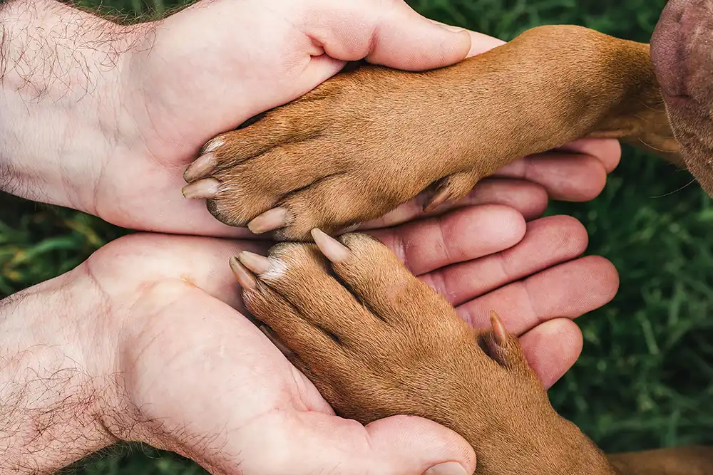 II Conferência de Proteção Animal em Petrópolis: inscrições, local e temas