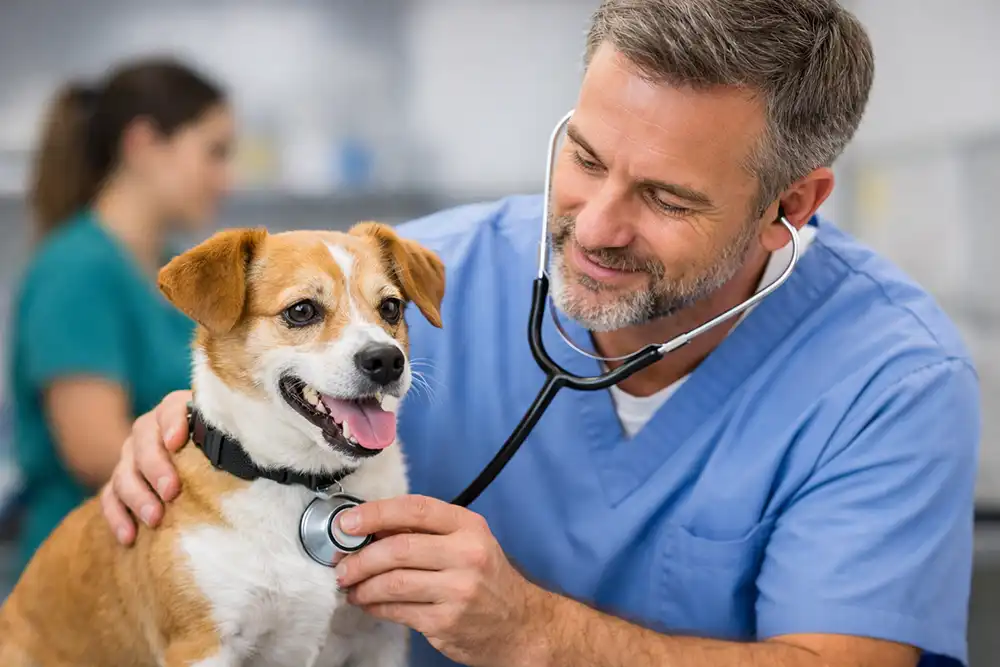 Castração gratuita de cães e gatos em Petrópolis